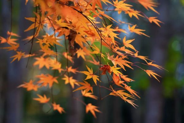 民办学校怎样才能过上“好日子”